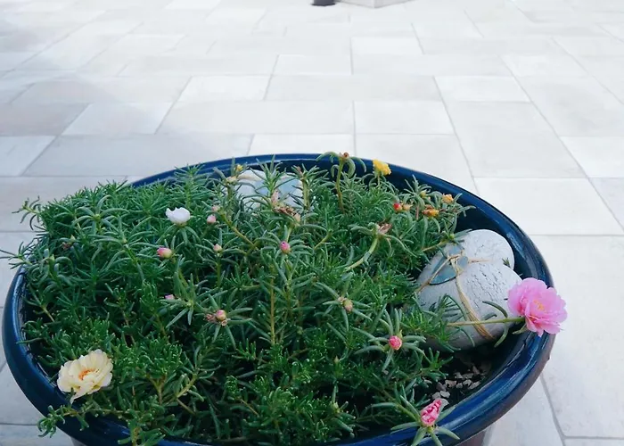 فيلة Jela Policnik